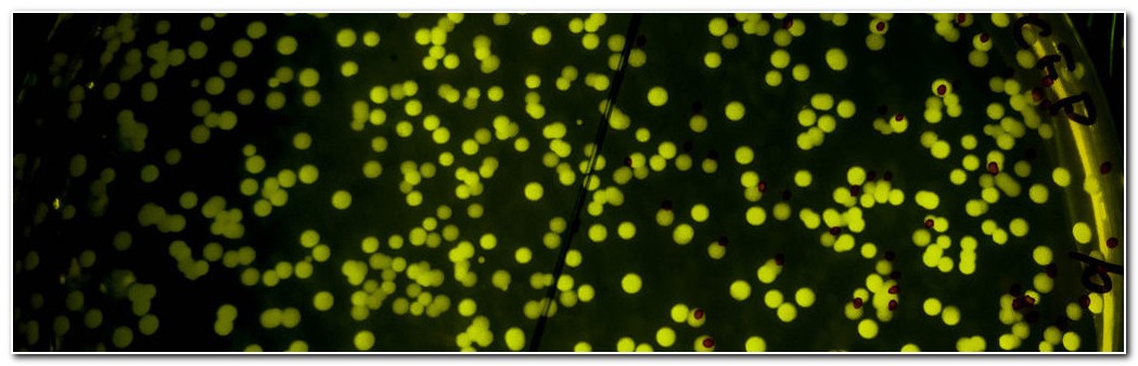 Kolonie drożdży oznakowanych świecącym markerem białkowym wyrośnięte na podłożu agarowym